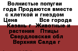 Волнистые попугаи, 2 года.Продаются вместе с клеткой и гнездом. › Цена ­ 2 800 - Все города, Казань г. Животные и растения » Птицы   . Свердловская обл.,Верхняя Салда г.